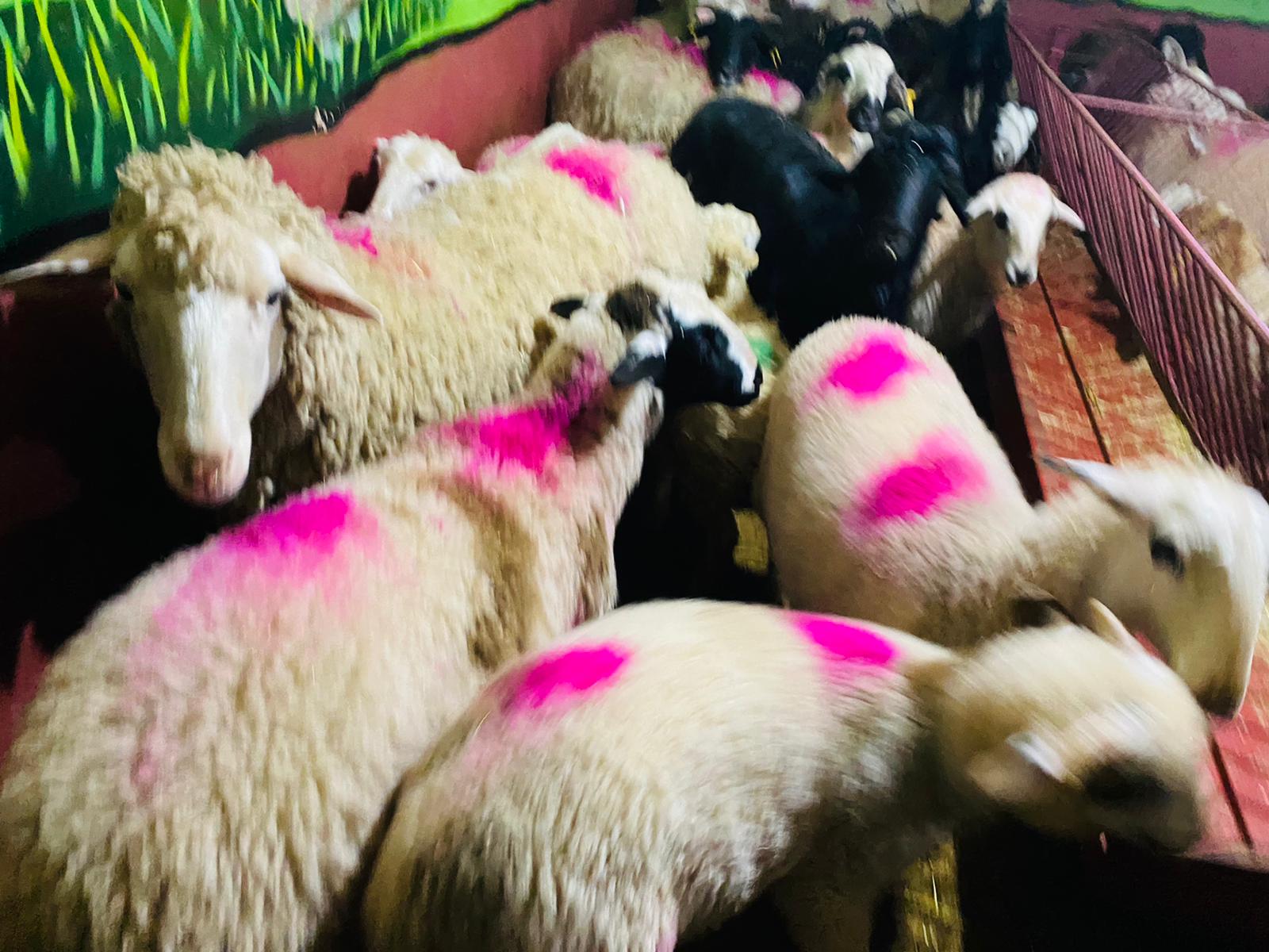 Beykoz Adaklık Koyun Satış Yeri