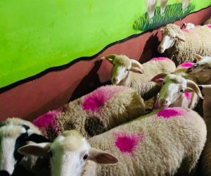 Bostancı Adaklık Koyun Satış Yeri