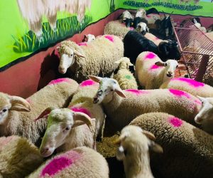 Fenerbahçe Adaklık Koyun Satış Yeri